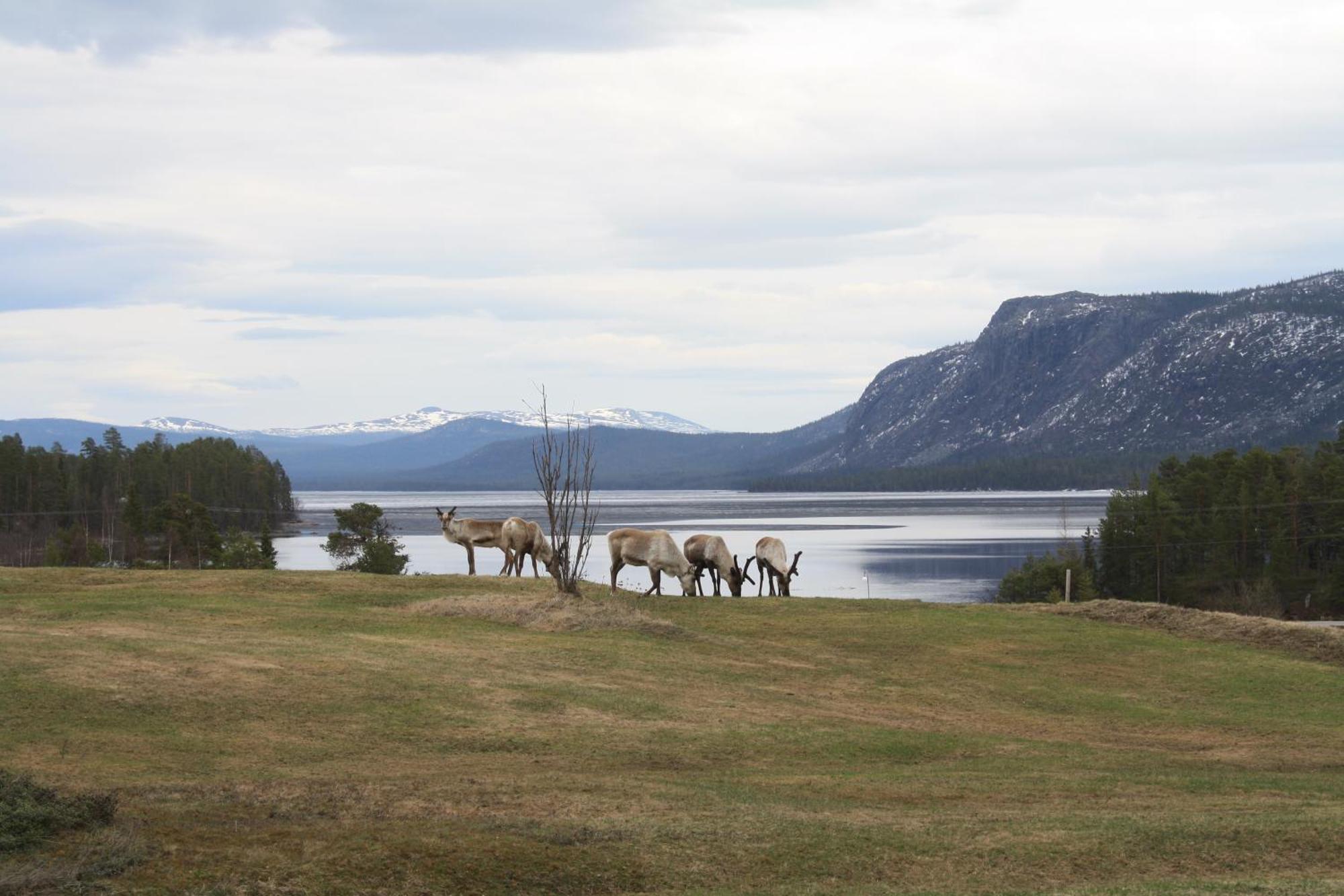 Arrenjarka Mountain Lodge Kvikkjokk Экстерьер фото